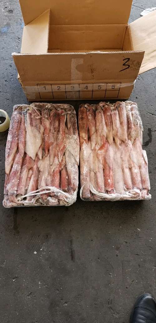印尼鱿鱼 肉厚鲜美