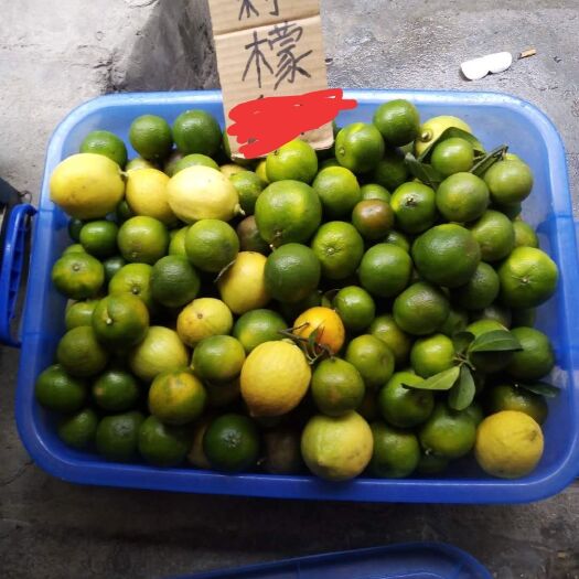 广州广州增城福和土柠檬