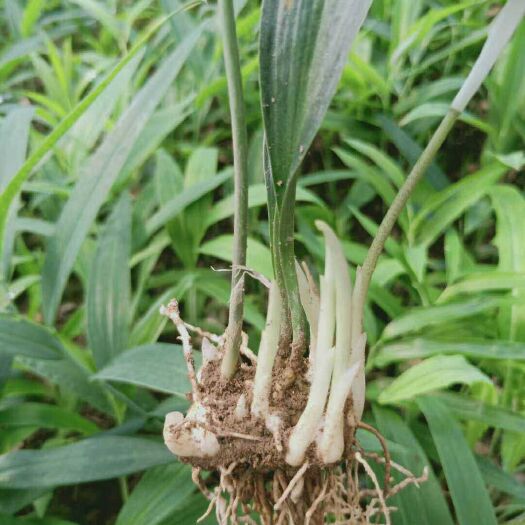 达州黄精种苗  多花姜型黄精不倒苗，块茎苗，易成活，