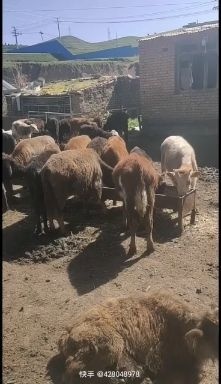 宕昌县黄牛 好养有好买样子有好