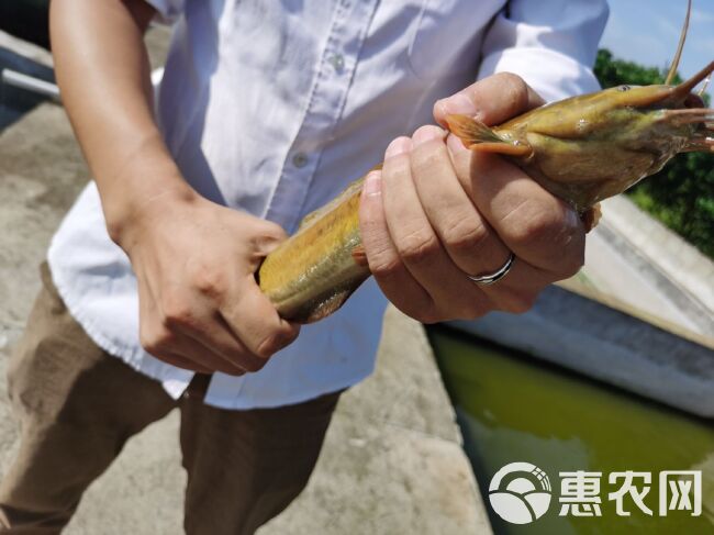 本地塘鲺  杂交三黄塘鲺鱼