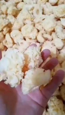 椴木银耳  椴木小银耳  高山段木银耳 福建古田产地直发 全