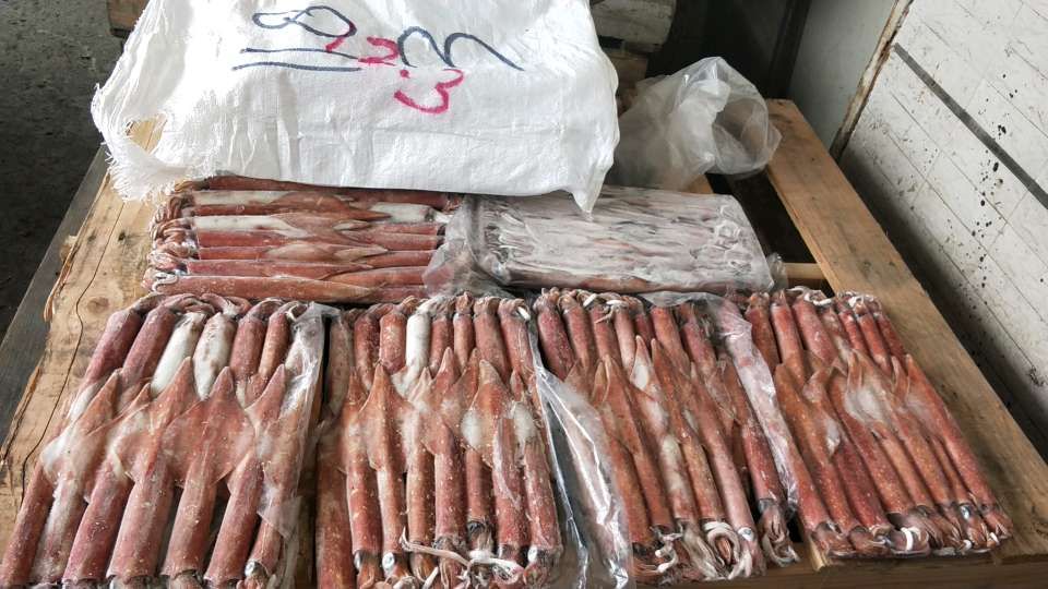 印尼鱿鱼 肉厚鲜美