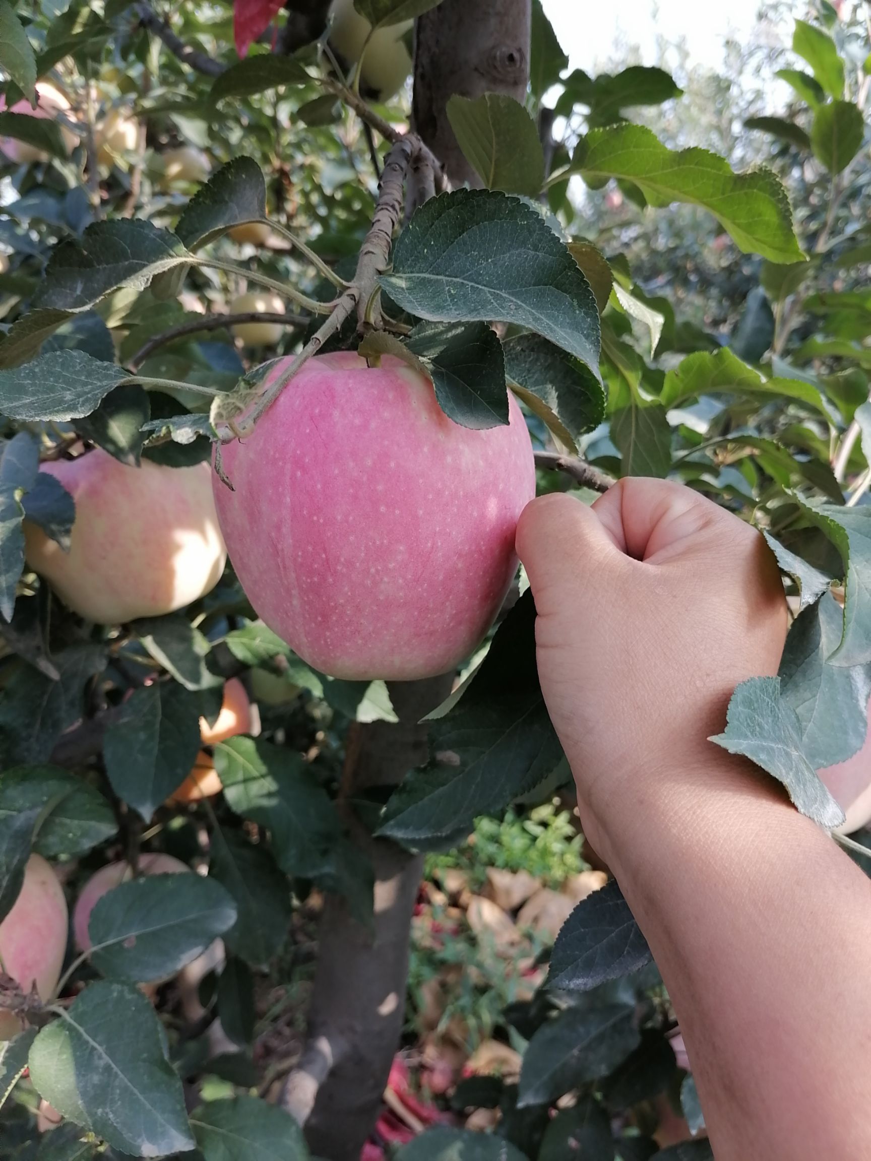 中秋王苹果个大饱满口感不错！