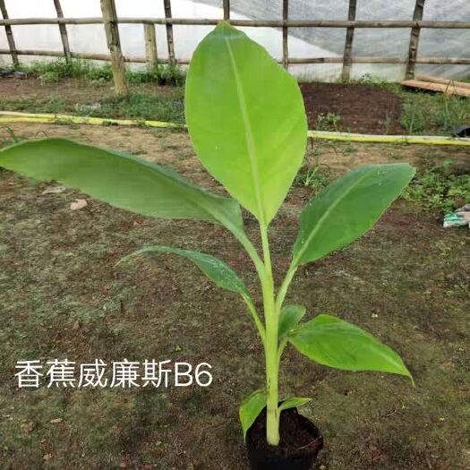 南宁威廉斯香蕉苗