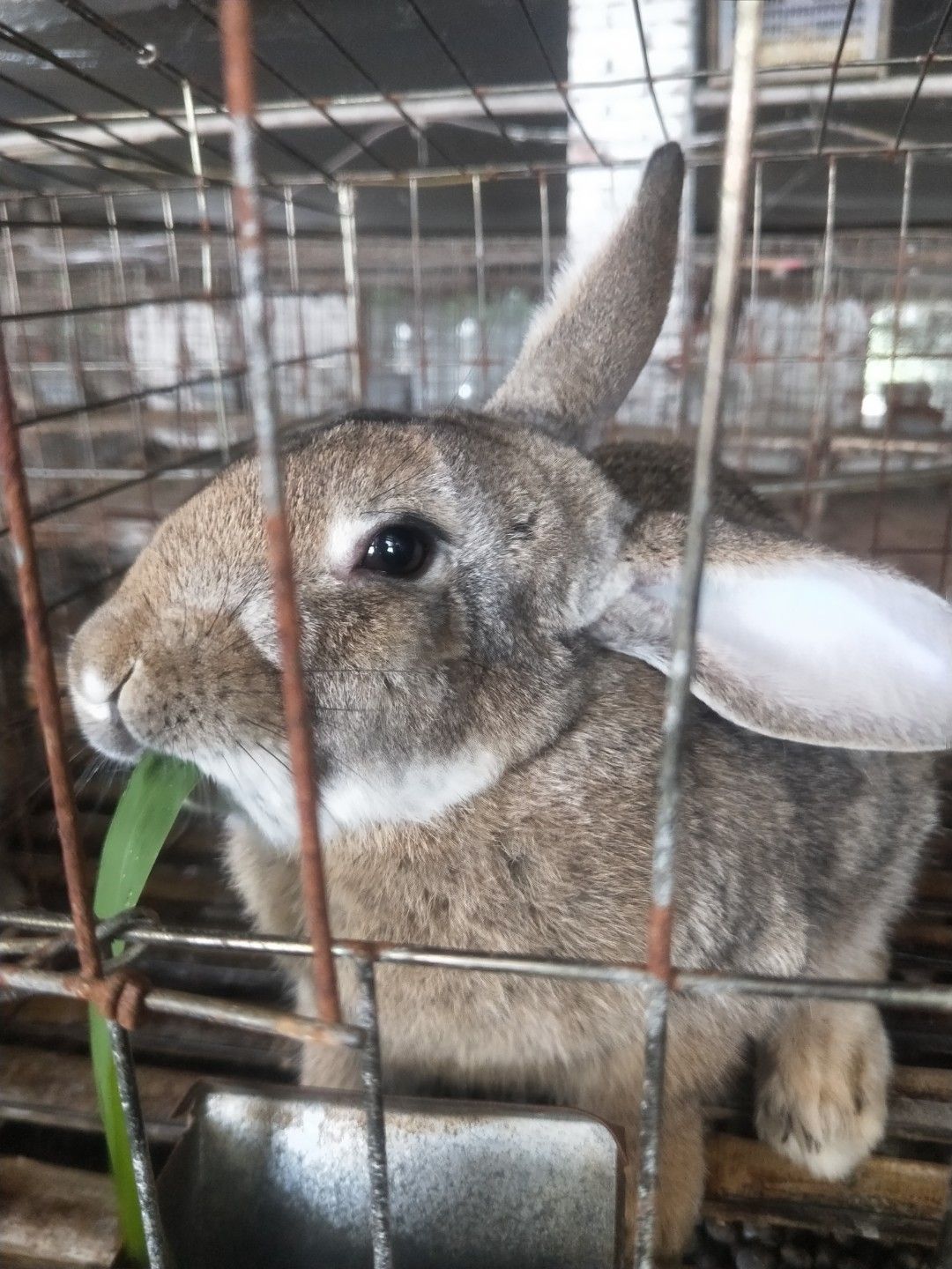  湖北兔子养殖供应优质种兔肉兔苗杂交兔