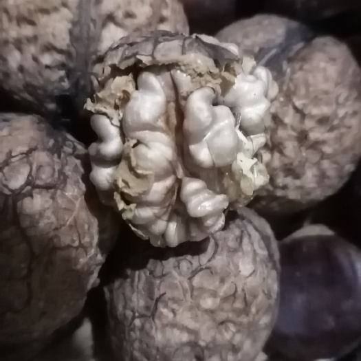昆明 红皮核桃