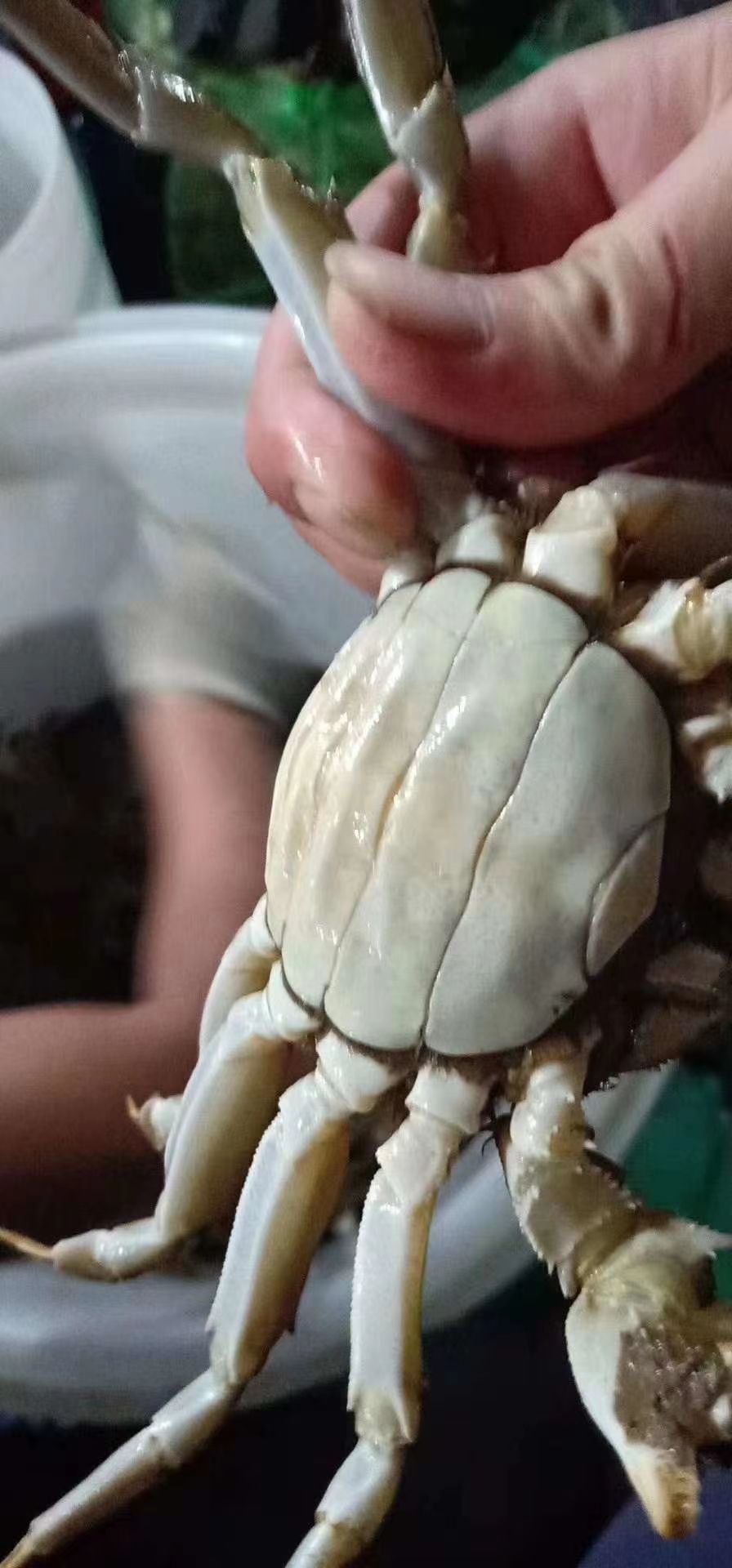 稻田蟹  高淳涛辰源大闸蟹