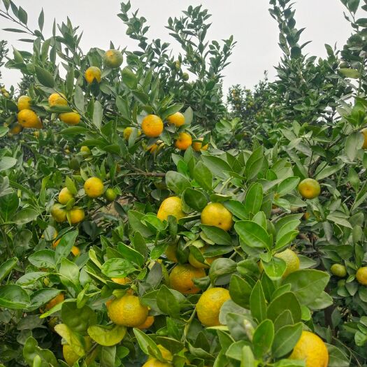 新余新余蜜桔 新全蜜桔大量上市