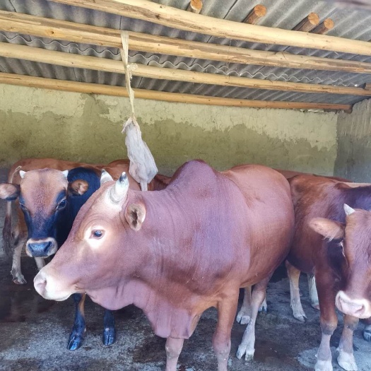 安溪县高山生态养殖基地黄牛 肉牛鲁西黄牛育肥牛肉用质量优选