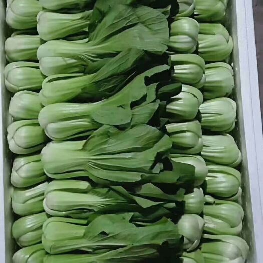 邯郸大油菜  大量供应精品上海青有需要的老板请与我联系