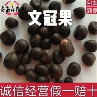 安国市文冠果 文冠木 文官果 冷背品种平价直销代打粉袋装包邮12小时发货