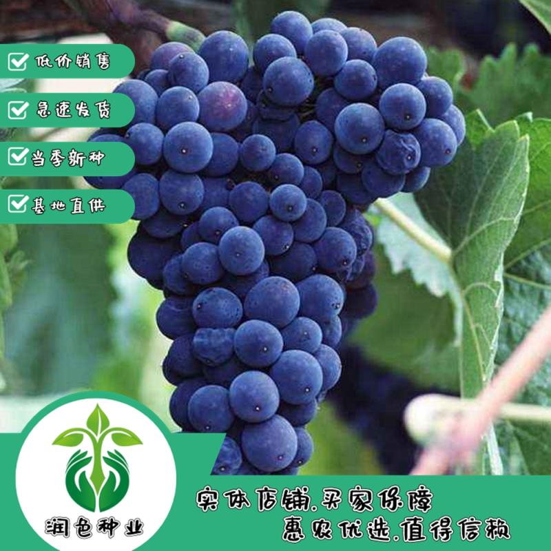 武汉葡萄种子  葡萄种籽盆栽果树种子葡萄种孑 结果葡萄种 提子花卉种子种子