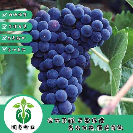 葡萄种子  葡萄种籽盆栽果树种子葡萄种孑 结果葡萄种 提子花卉种子种子