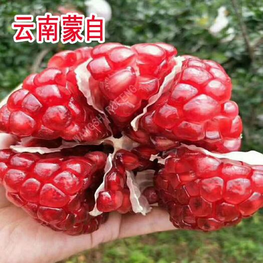 平邑县甜石榴树苗  大红袍石榴树苗云南蒙自甜石榴苗嫁接优质南北种植