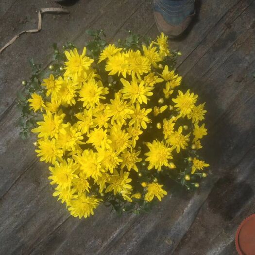 青州市菊花小球菊九月菊国庆菊基地直供