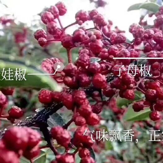 汉源县红花椒 汉源贡椒