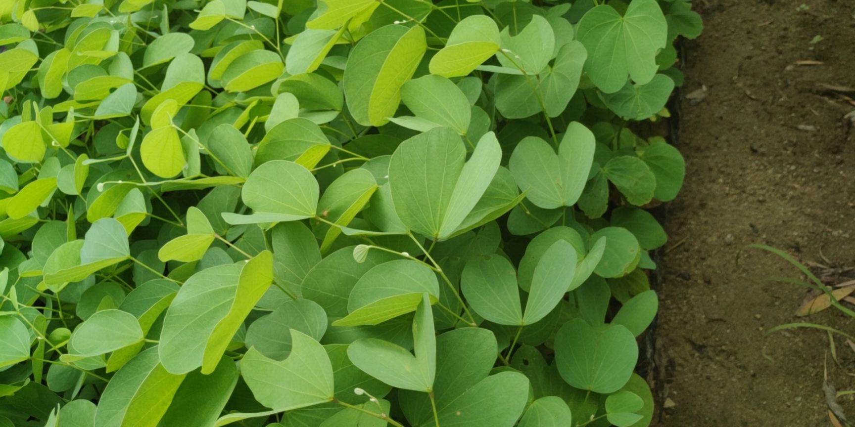 宫粉紫荆树  宫粉紫荆  基地直销 价格优惠 24小时发货