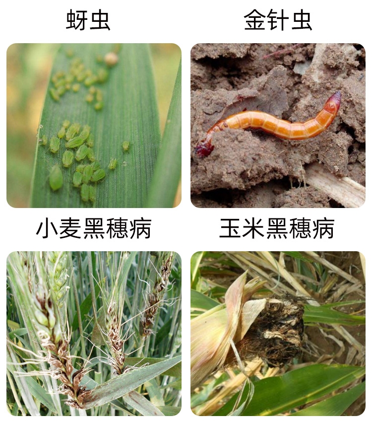 拌种剂先正达酷拉斯27%苯醚咯噻虫小麦金针虫散黑穗病花生根腐