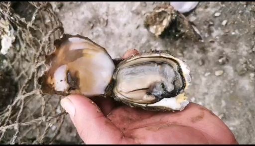 饶平县福建生蚝 生蚝批发牡蛎批发。烧烤生蚝