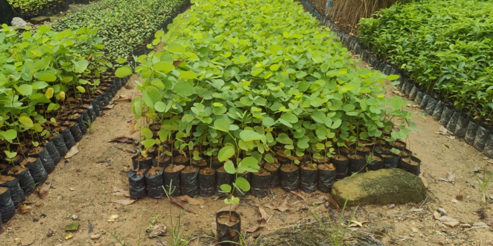 宫粉紫荆树  宫粉紫荆  基地直销 价格优惠 24小时发货