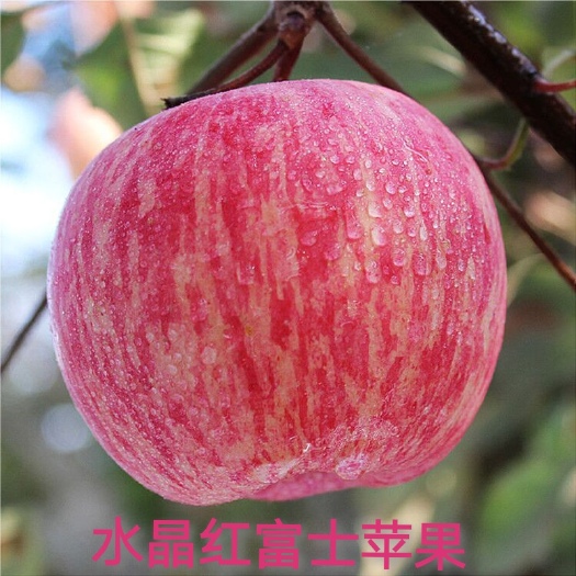 临猗县山西临猗红富士冰糖心苹果，脆甜多汁不打蜡无公害水果皮脆果甜。