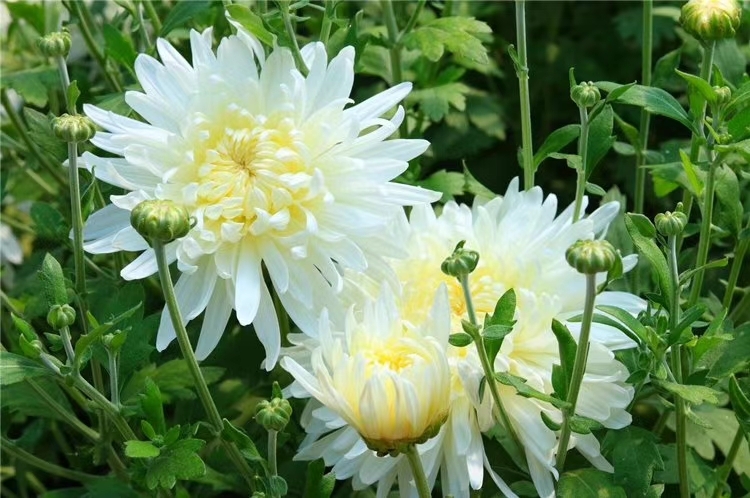 前郭县菊花茶 东北菊花