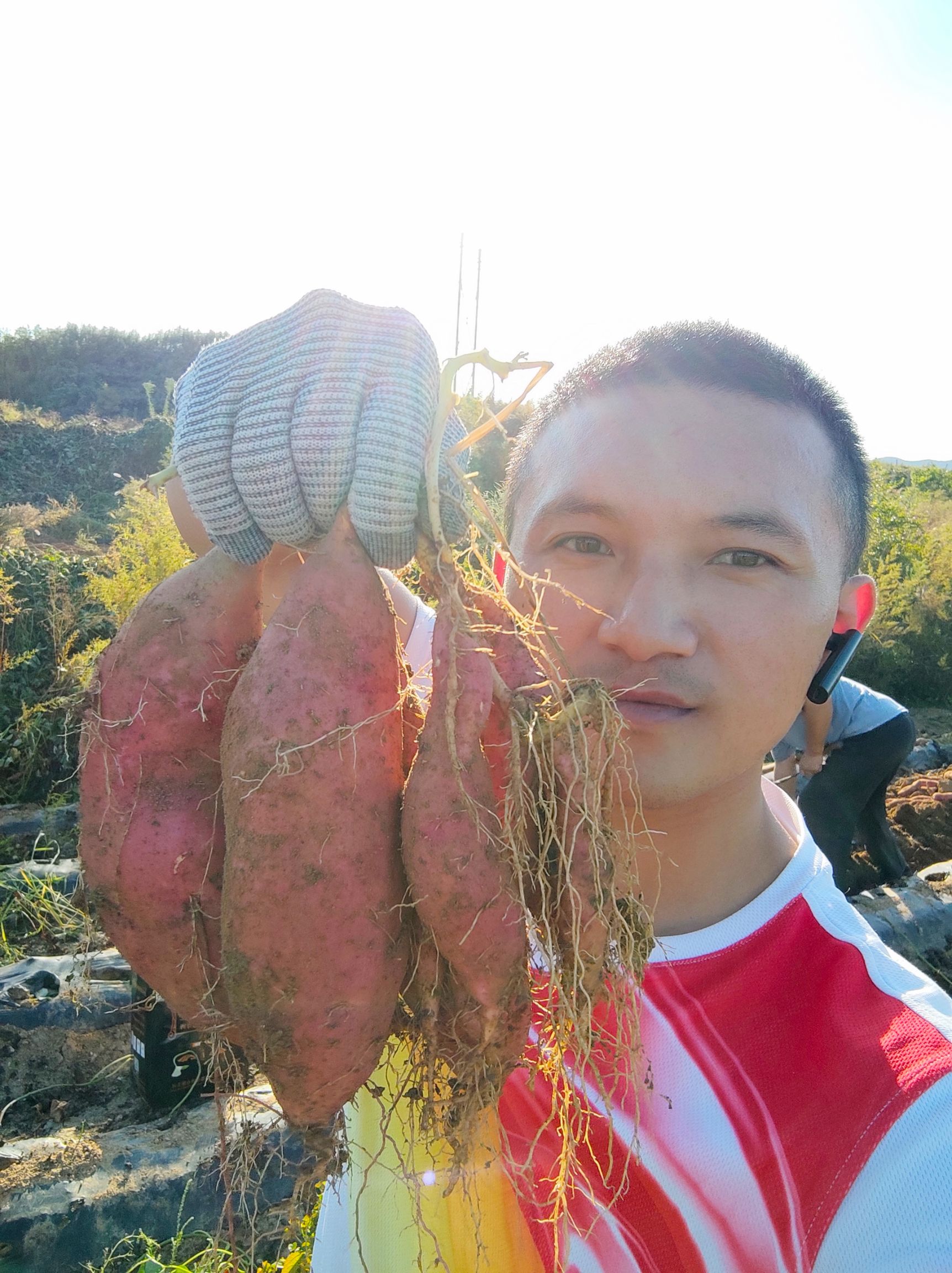 烟台烟薯25沙地流油流蜜纯甜