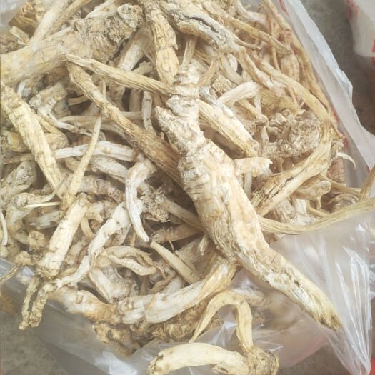 剑河县山里的泡参，南沙参，