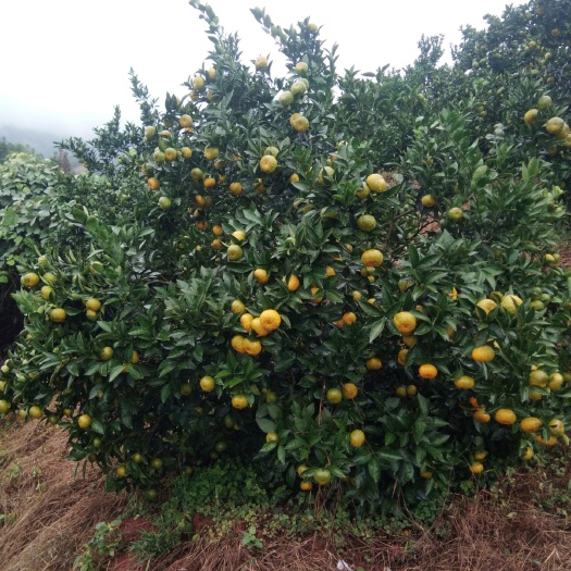 全州县蜜柑 本地早(新余蜜桔)