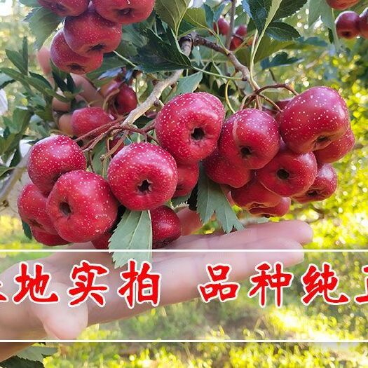 平邑县甜红子山楂苗  山楂树苗甜红子南北方可种植 现挖发货 量大优惠