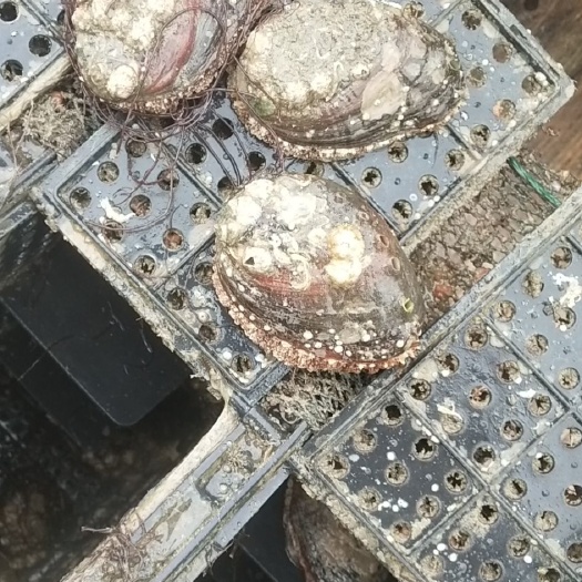 平潭县大连鲍鱼 鲜活水产 