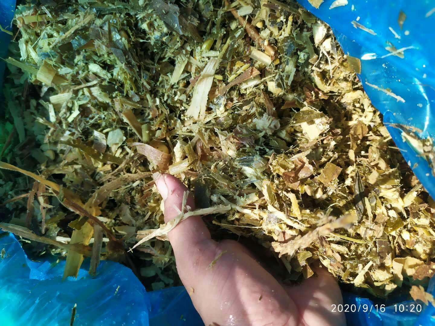 青贮类饲料  青贮饲料有，玉米空杆青贮，玉米全株青贮，甘蔗全株青贮。