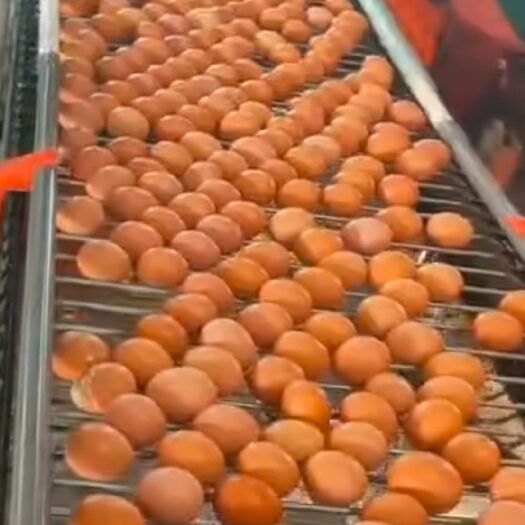 新郑市红皮鸡蛋 每天价钱不一样  每天更新