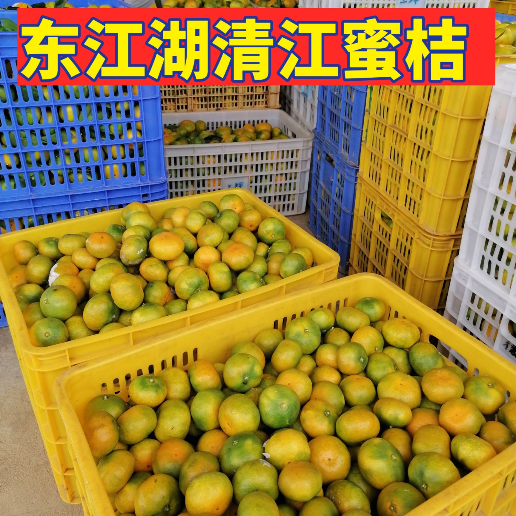 蜜桔  东江湖清江蜜橘产地直供