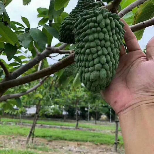 灵山县释迦果苗  释迦苗营养杯苗发货