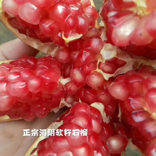 荥阳市河阴石榴 不吐籽，‎皮‎薄 、果粒‎大、肉多、甜。货真价实