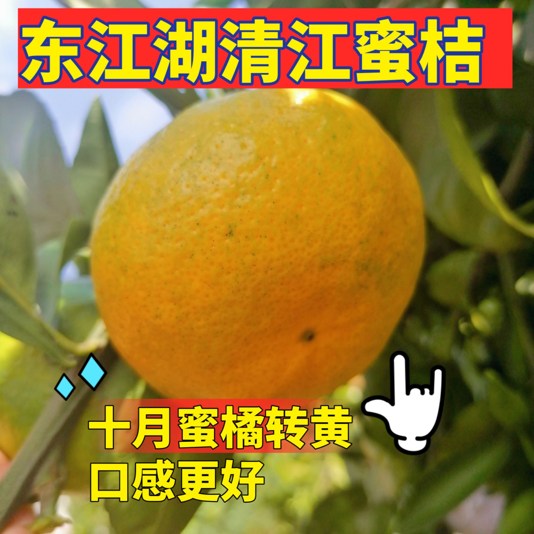 东江湖蜜橘  大量供应东江湖清江蜜橘薄皮橘子甜橘子
