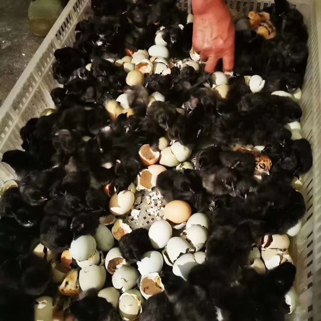  乌骨鸡苗，孵化场一手货源，购1000送100只，承担运输损耗