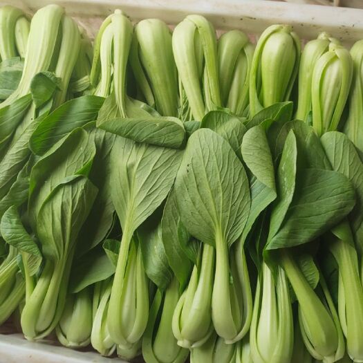 太和县上海青 食品厂加工菜