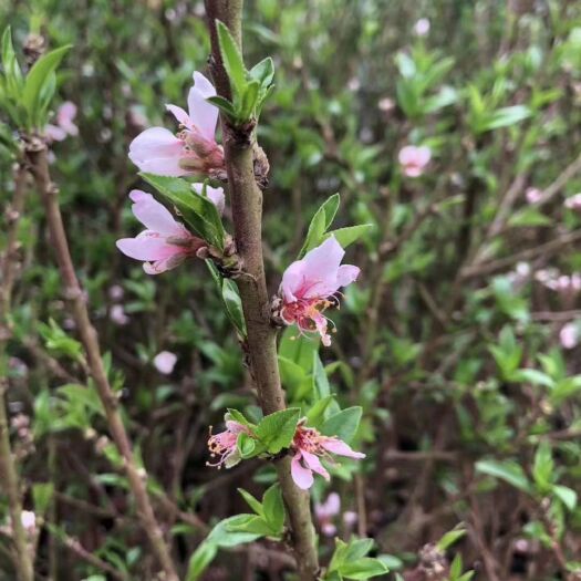 灵山县 水蜜桃苗