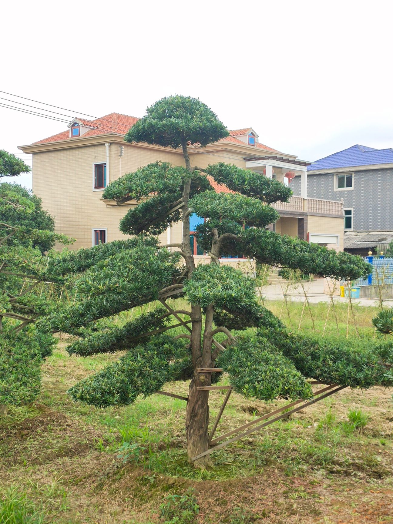 普通羅漢松 羅漢松,造型羅漢松,羅漢松盆景,別墅景觀樹