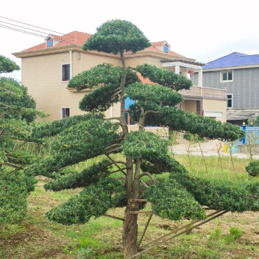 浏阳市罗汉松，造型罗汉松，罗汉松盆景，别墅景观树