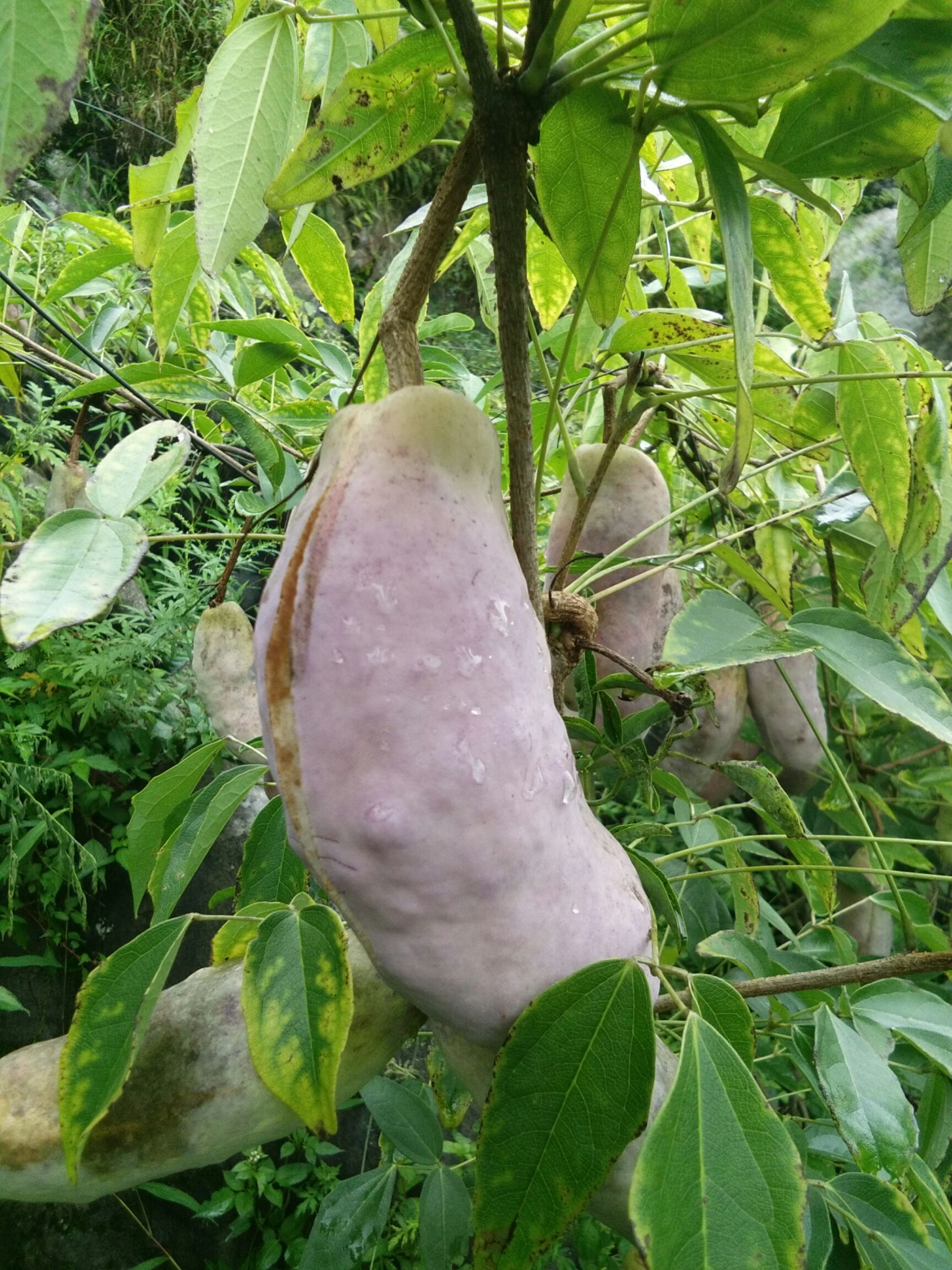 野生八月瓜 种植 麻黄