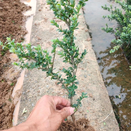 郴州 龟甲冬青