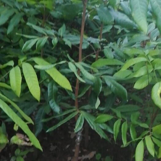 泸州遵义桂圆苗赤水荔枝苗，带绿桂味大红袍妃子笑观音绿荔枝小苗批发