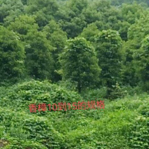 骨架香樟 6-60的都有