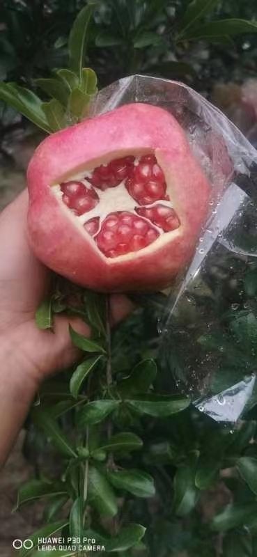 西安临潼石榴