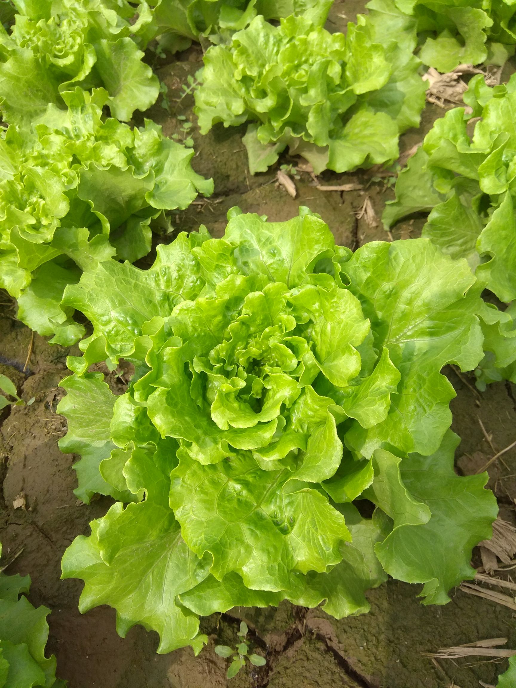 优质罗马生菜马上上市