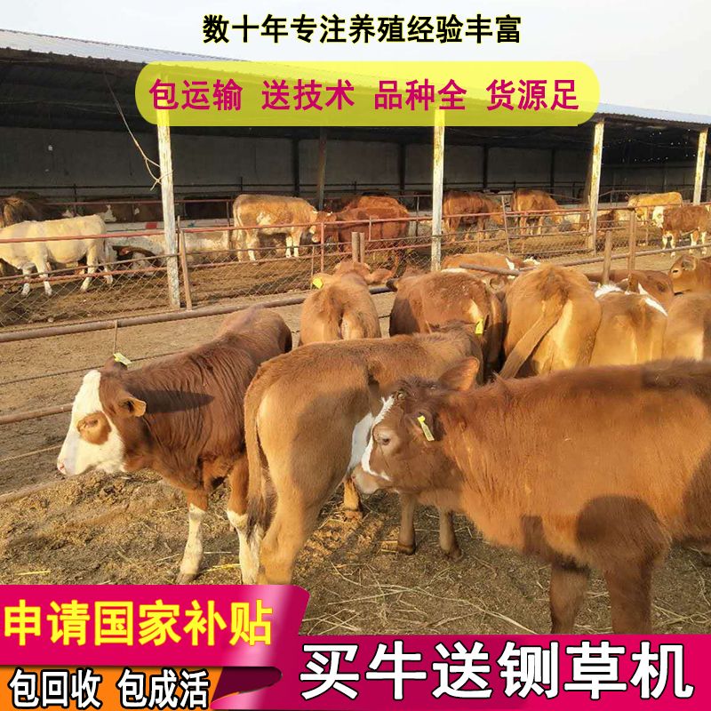 黄牛  免费运输，包回收，包技术，3-6个月牛犊